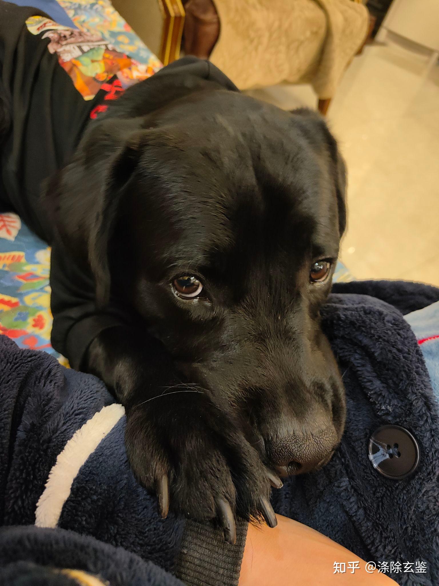 为什么说黑色的拉布拉多不要养