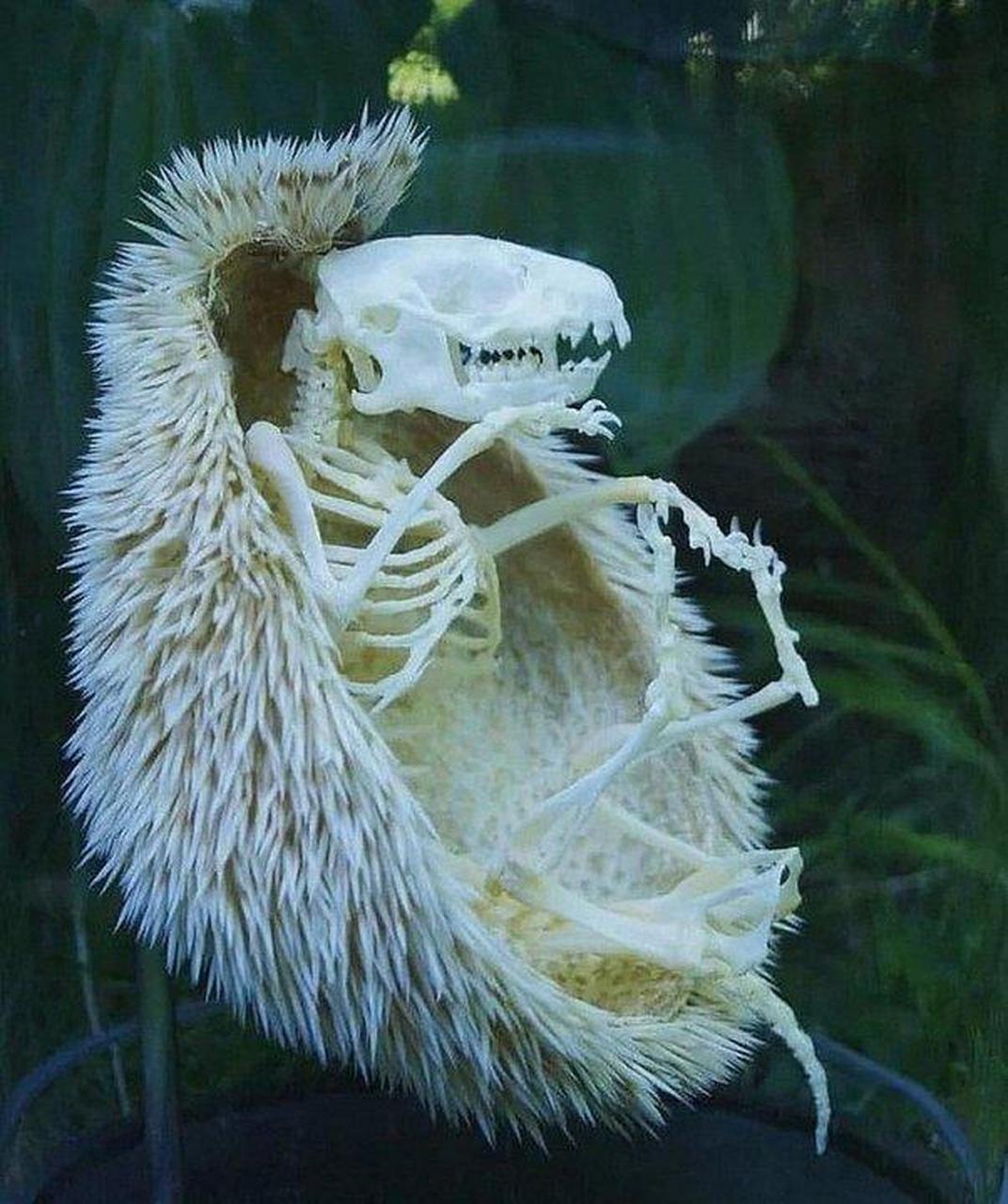 刺猬骨骼图,值得一看!