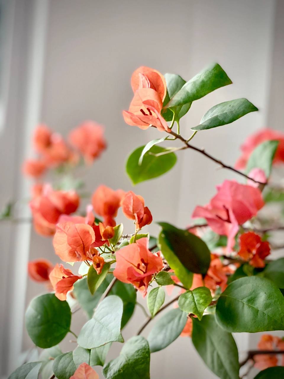 三角梅暗斑夕阳红,勤花不爱长个子