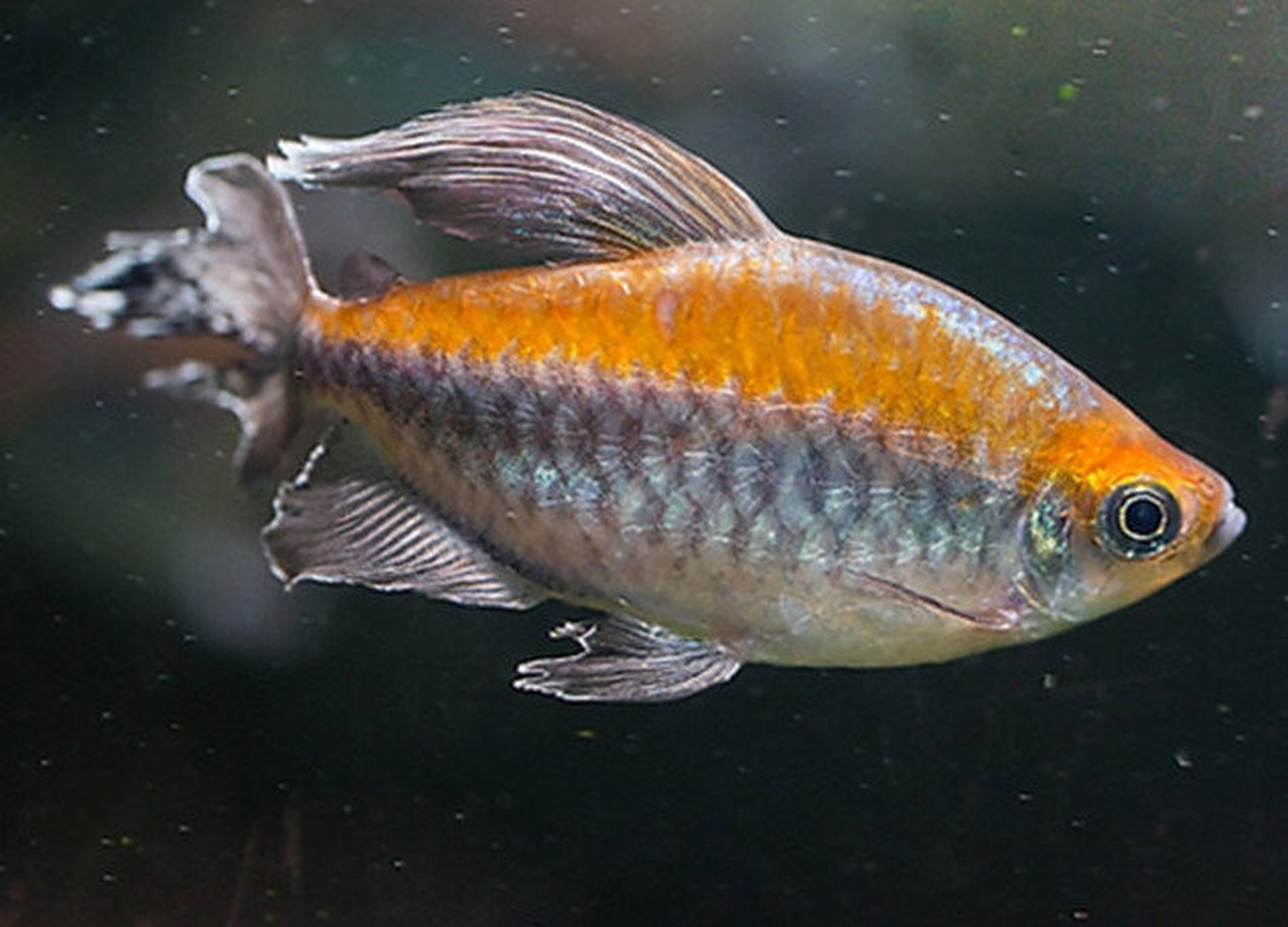 刚果扯旗) 刚果扯旗鱼,又名刚果霓虹鱼,刚果鱼