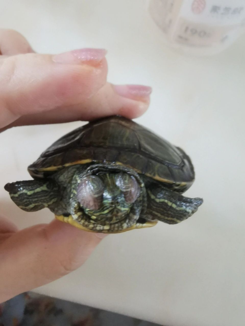 小乌龟得了白眼病,两只眼睛全瞎了也不吃面包虫了,每天给他泡高锰