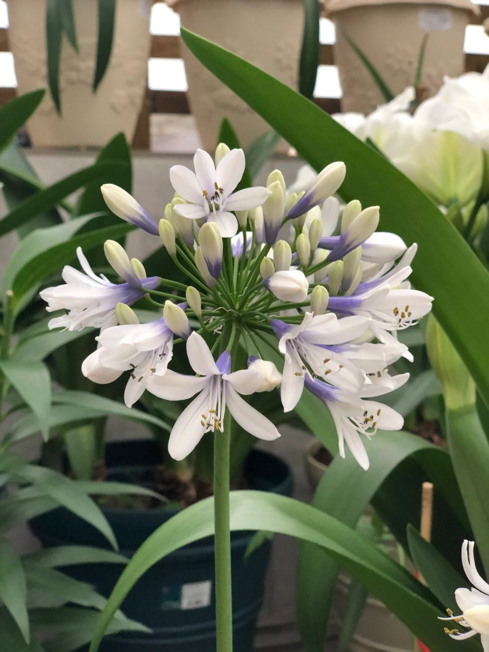 朱顶红,曦荷,非常仙,花如其名 作者非常喜欢的一个品种,虽然不是什么