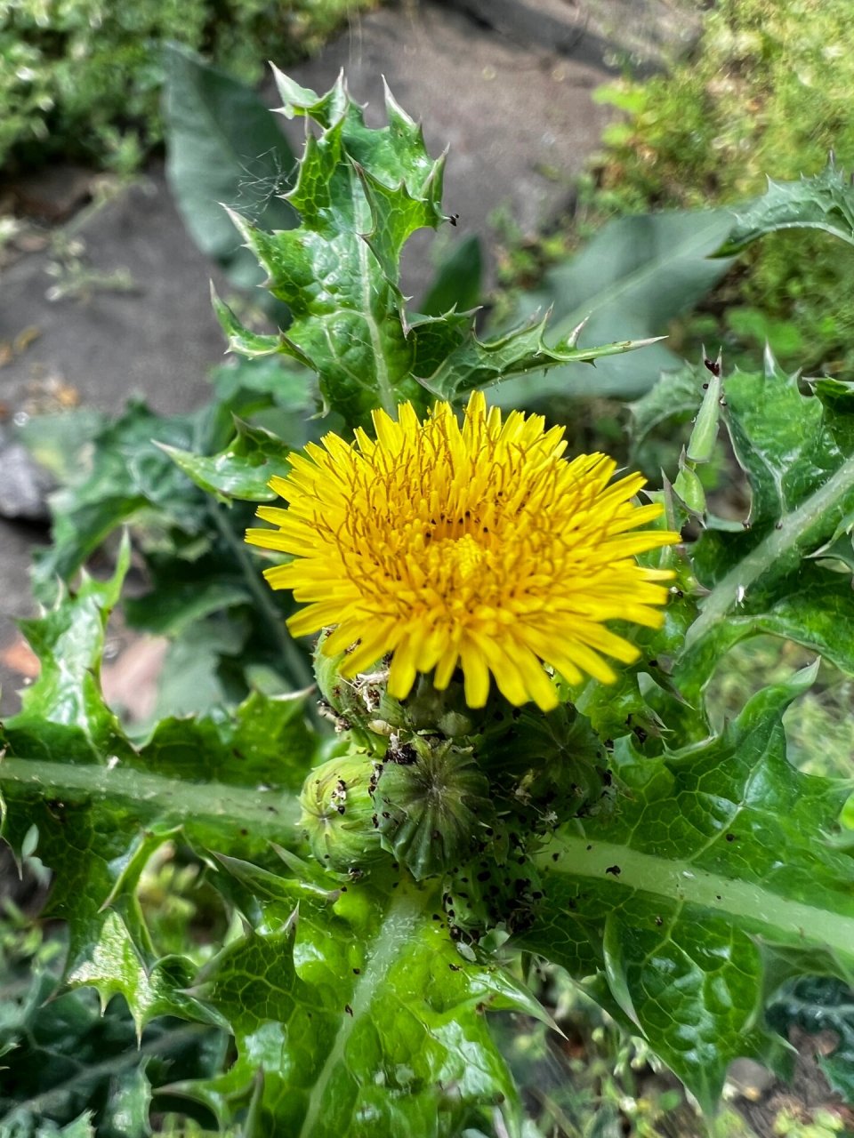花叶滇苦菜 花叶滇苦菜开花之后,会长出小朵的蒲公英,很浪漫 哦.