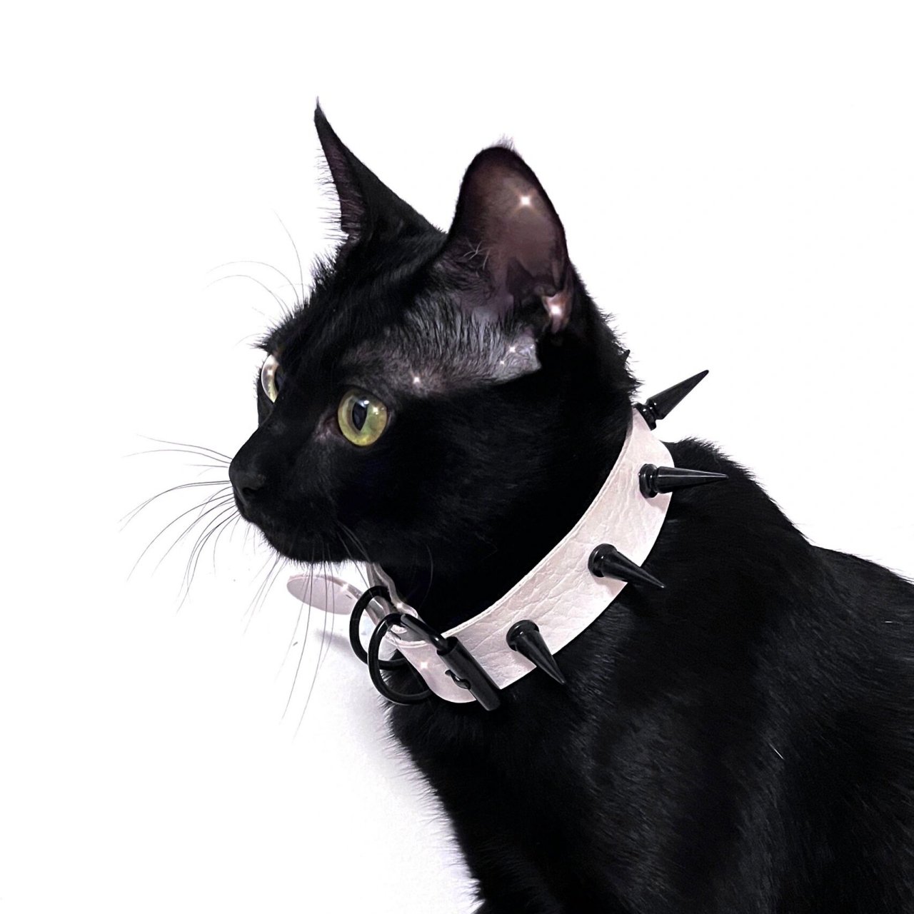 深圳最帅小黑猫|小众头像|杂图锦集|未流出 oo帅气的主人这个月很忙唉