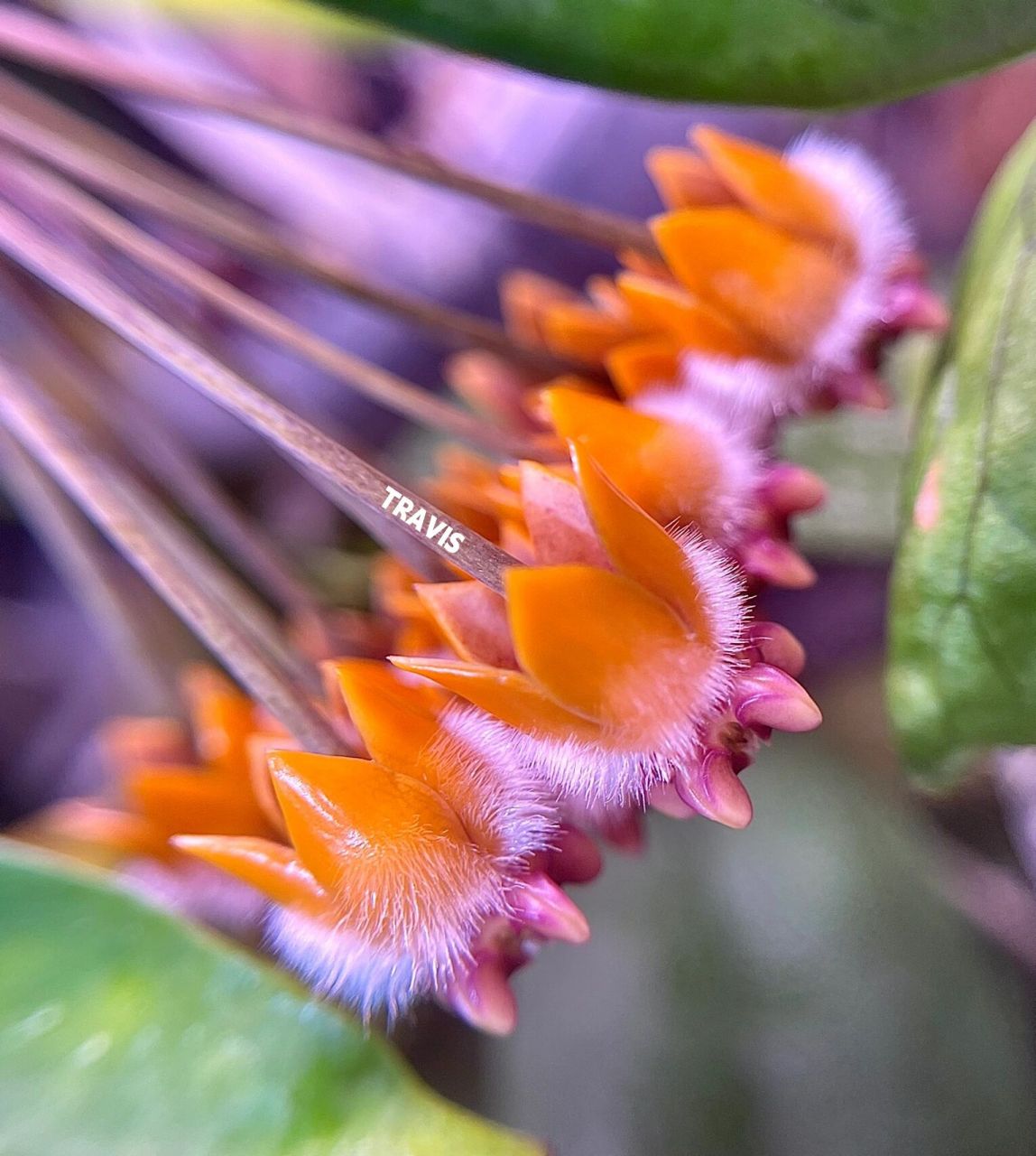 92猴王球兰 hoya praetorii92 经典直立品种花朵鲜艳的橙色,花期9