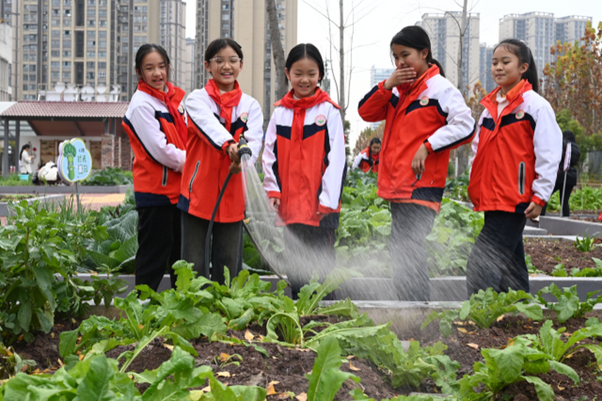 【四川内江:"校园农场"学农耕】12月13日,在四川省内江市东兴区五星