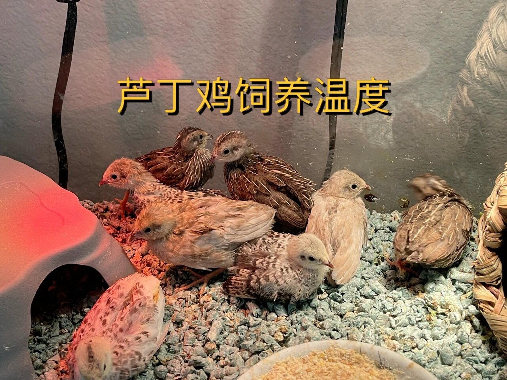 芦丁鸡生长温度图片