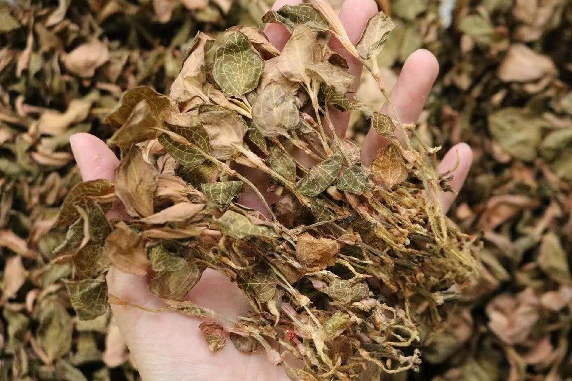 大叶全株金线莲 大叶全株金线莲,一斤530元,半斤270元,50g一盒80元,圆