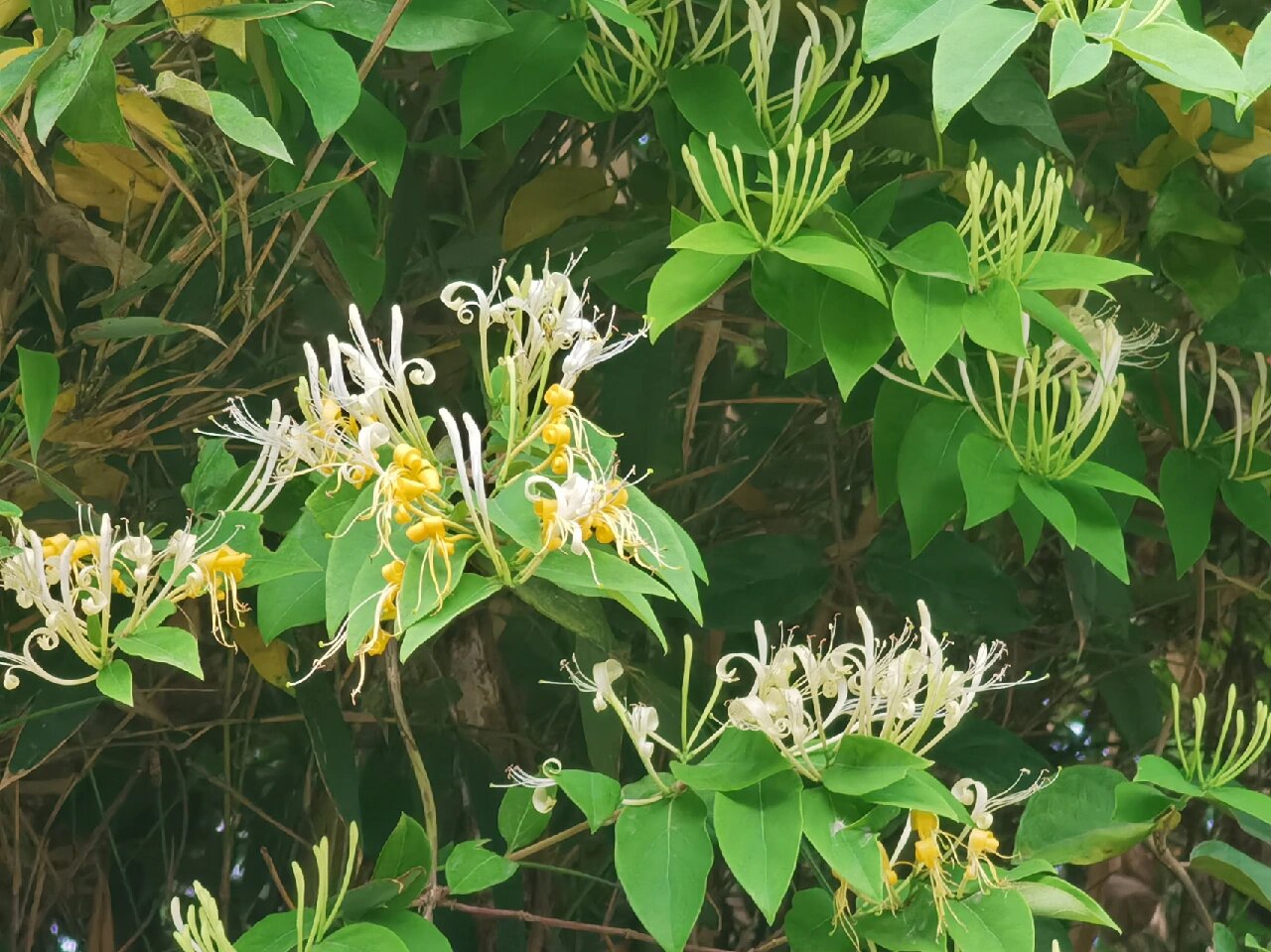 金银花,又名忍冬藤,中华本草里知名度颇高的一味中草药!