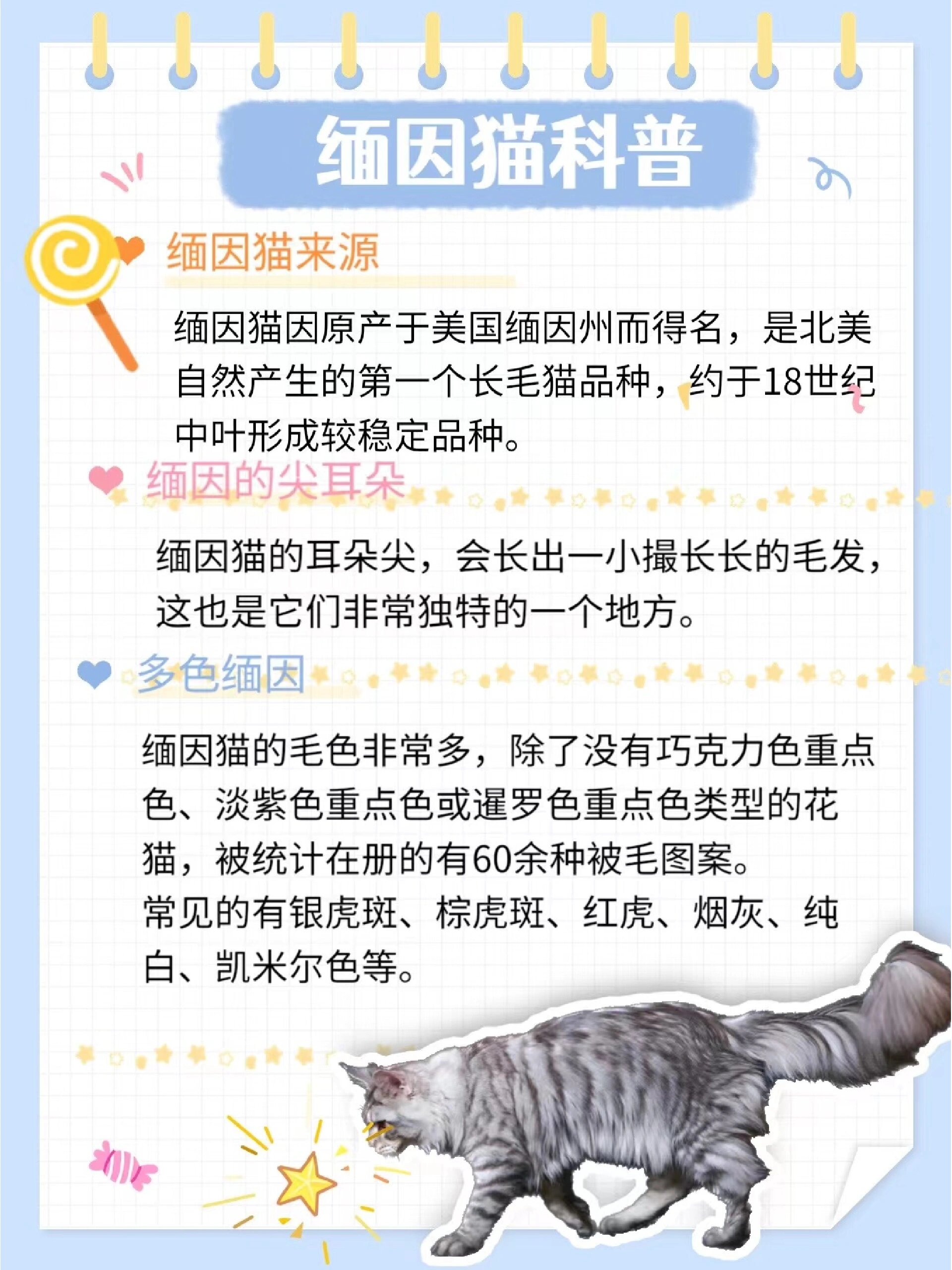 缅因猫品种介绍与图解图片