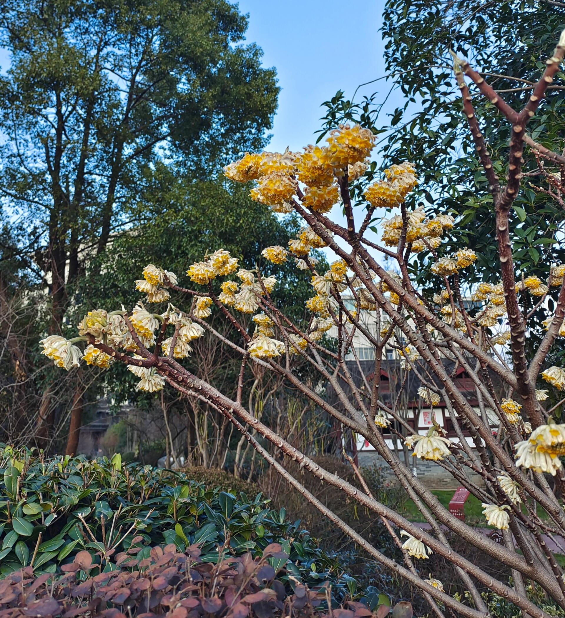 结香花茶,清肝明目,养阴安神,今天你喝了吗?