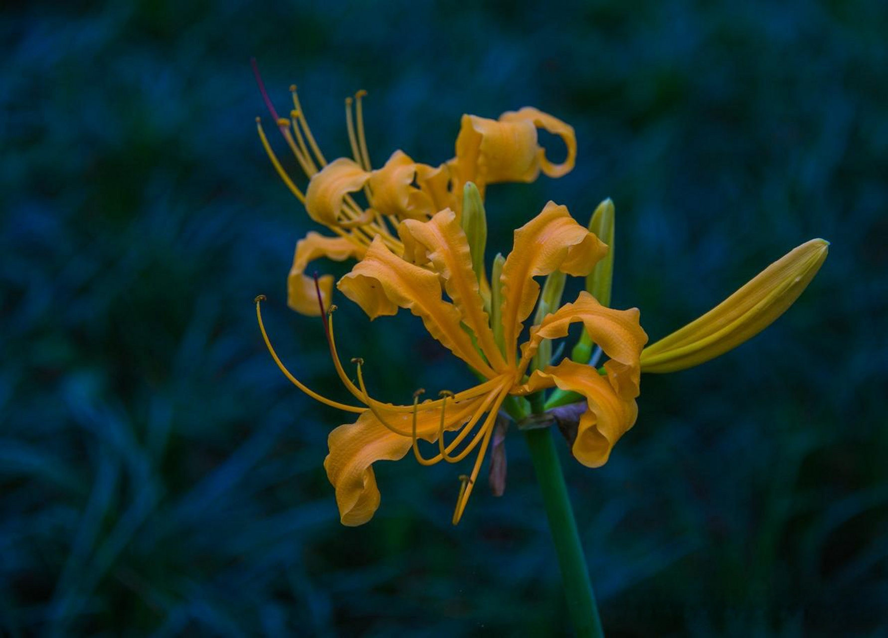 昨天在杭州曲院风荷景区,看到了一种秋天才会开花的花,它叫彼岸花.