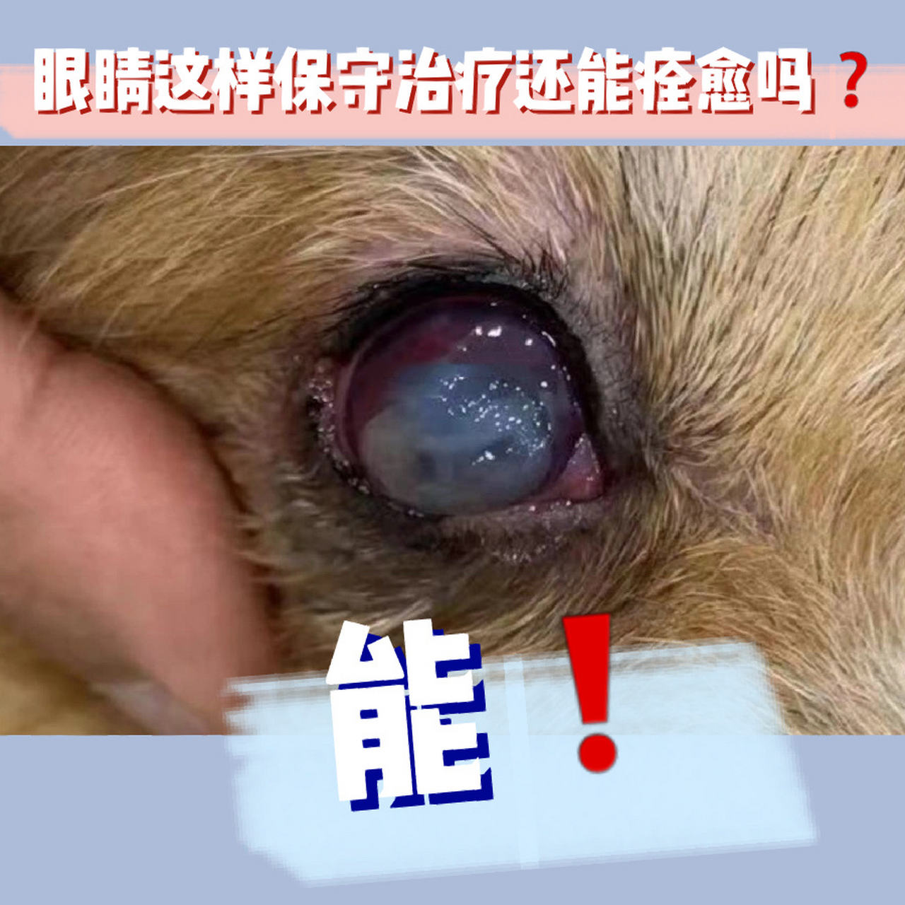 狗狗眼睛发炎,糜烂,流脓,发白还能治好吗 (武汉病例)狗狗眼睛糜烂,发