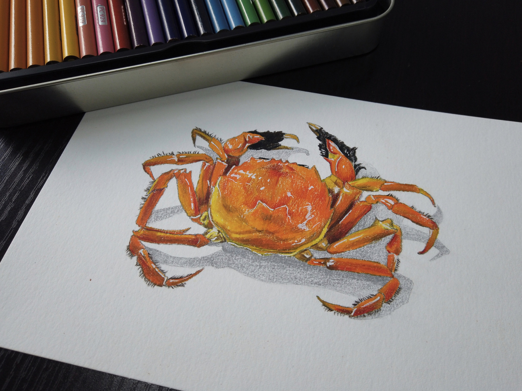 彩铅画螃蟹