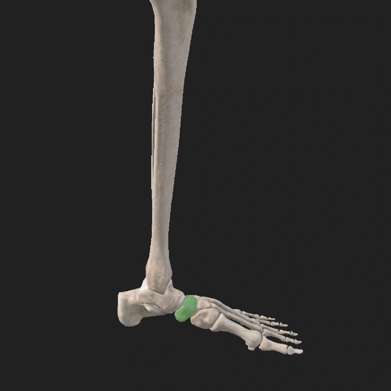 解剖"搬运工"—足舟骨 足舟骨:介于距骨头与三块楔骨之间的一块跗骨.