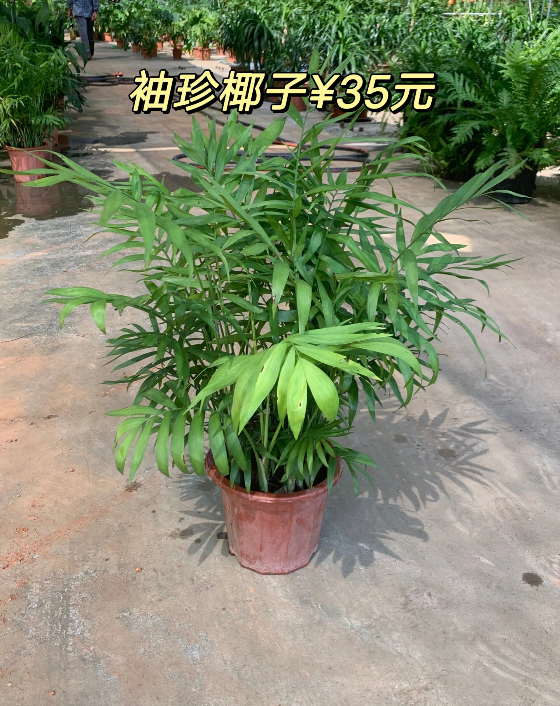 袖珍椰子