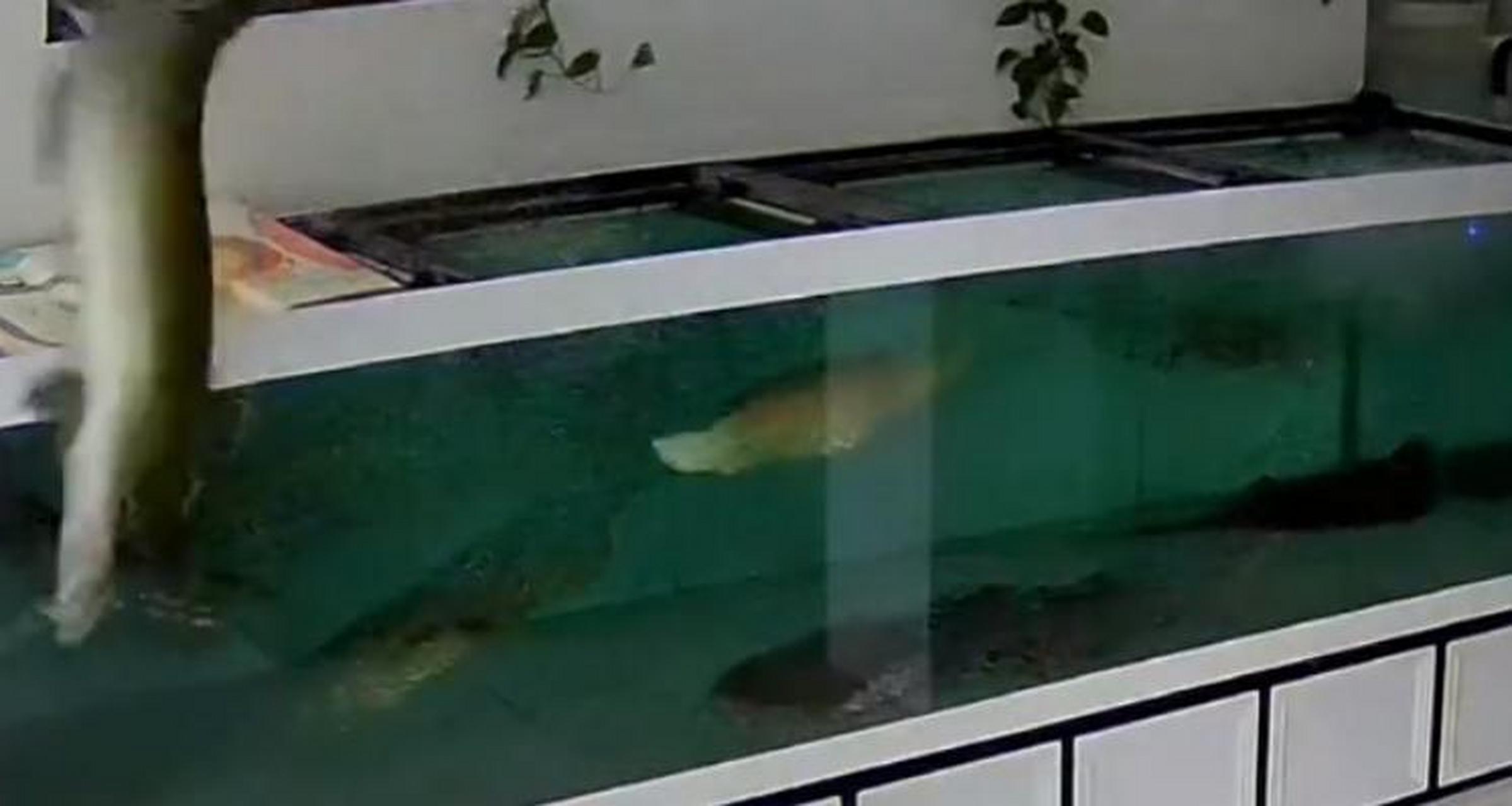 150斤巨骨舌鱼跳缸寻短见了】近日,山东滨州,男子饲养了五六年的巨骨