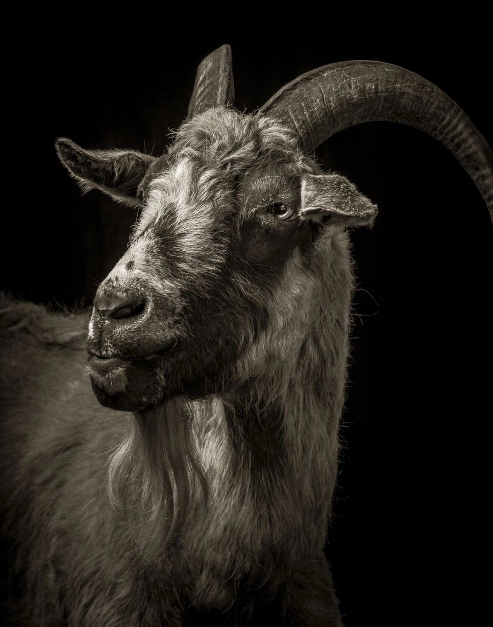 超多细节/适合画精微素描彩铅的几张羊头 需高清图可以联我#画画的