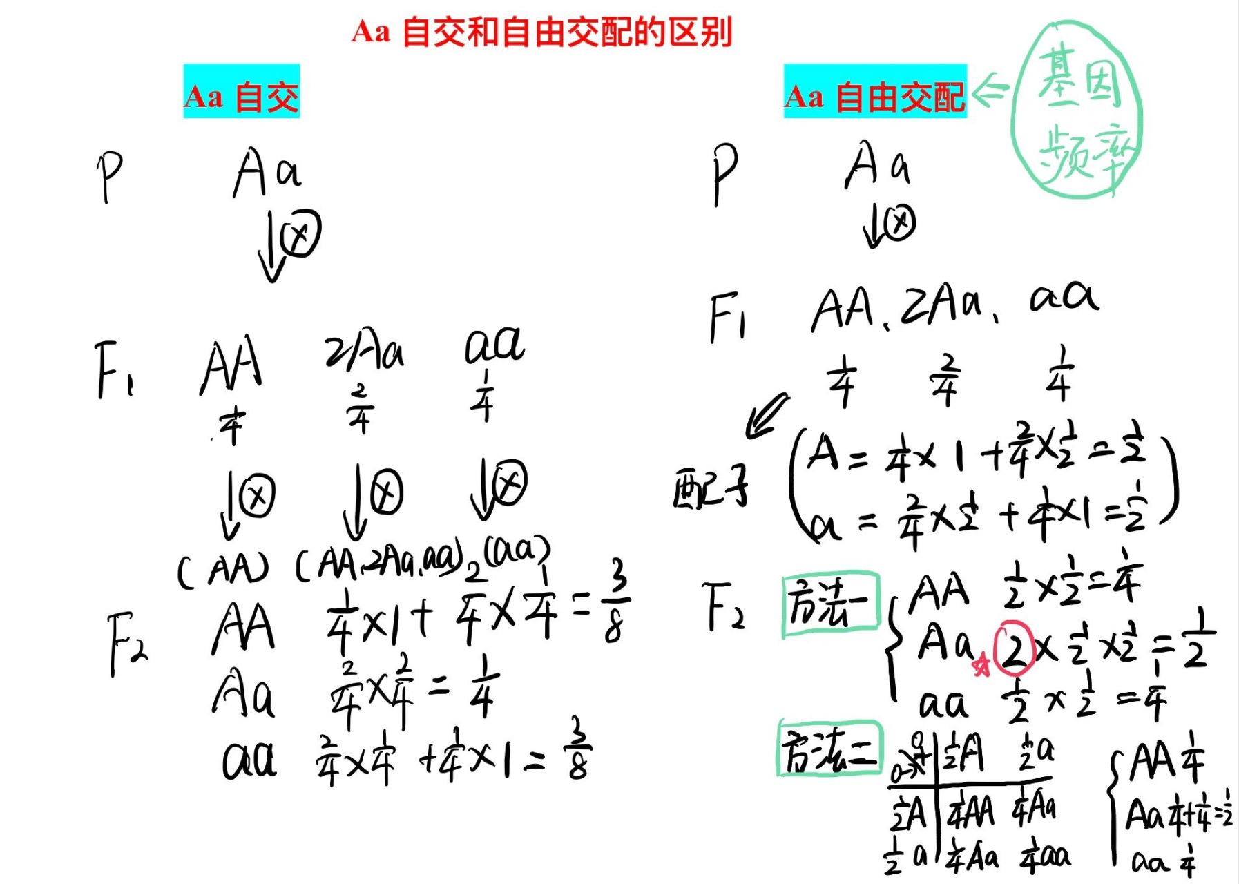 自交的示意图图片