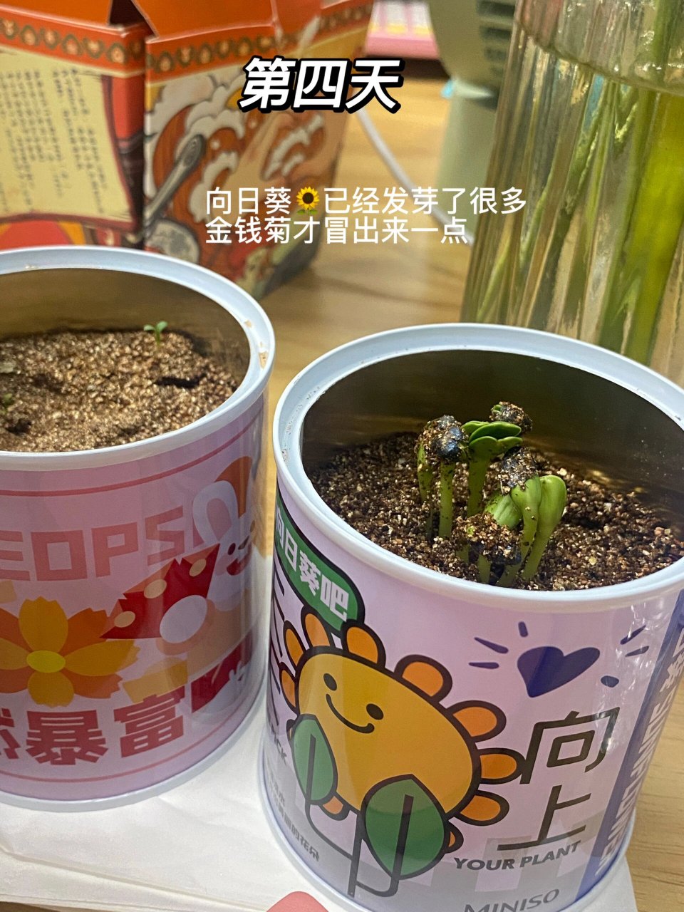 绿植成长日记day6 每天记录🌺 来上班的唯一动力来源