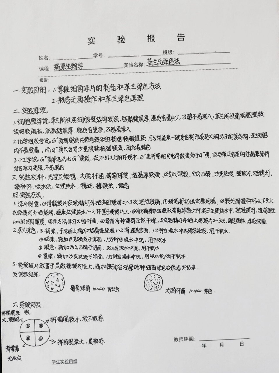 革兰氏染色法实验报告 今天也有认真上实验课 酒精脱水后大肠杆菌涂面