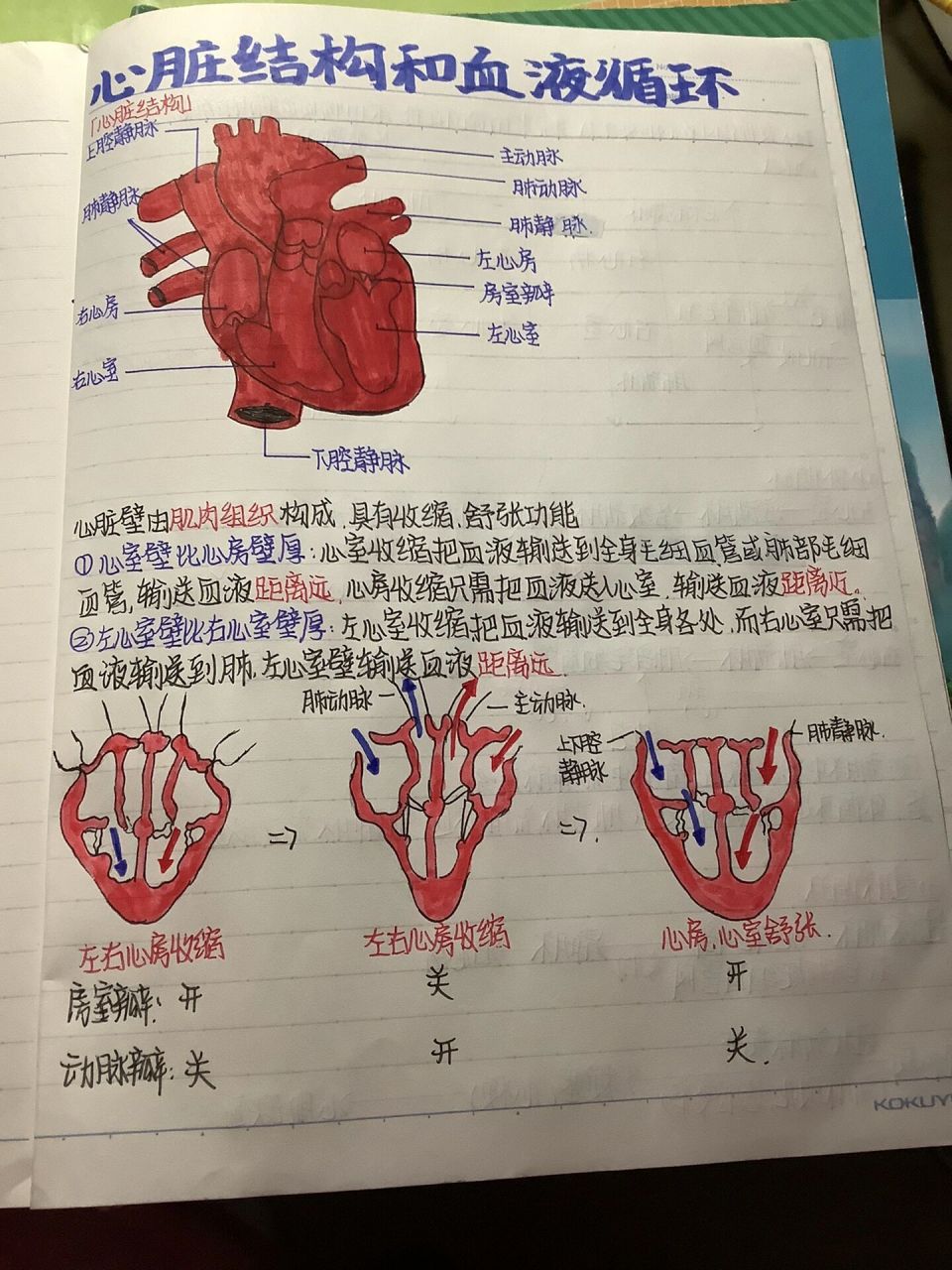 73七下生物笔记(心脏结构 血液循环) 啊啊这节课真的好难(学废掉了