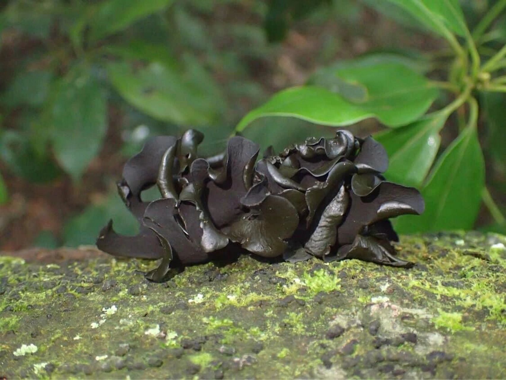 容易和木耳混淆的毒蘑菇一 学名:lonomidotis frondosa叶状耳盘菌