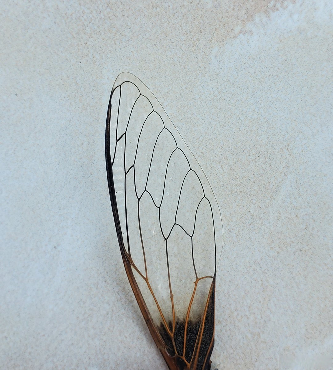 蝉的翅膀上的这些线条,极具美感,不知道有没有什么几何规律?