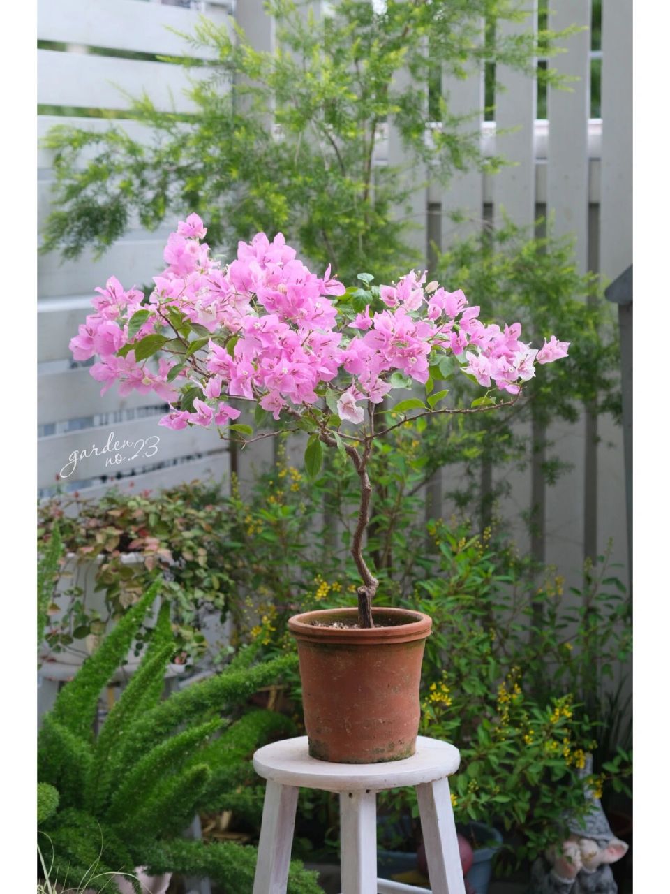 广红樱也太能变色了! 百变红樱名副其实.