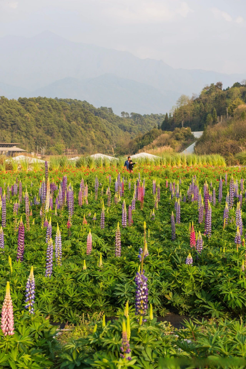 【龙川江畔鲁冰花】也许龙川江畔的鲁冰花庄园,不是腾冲热门景点,但