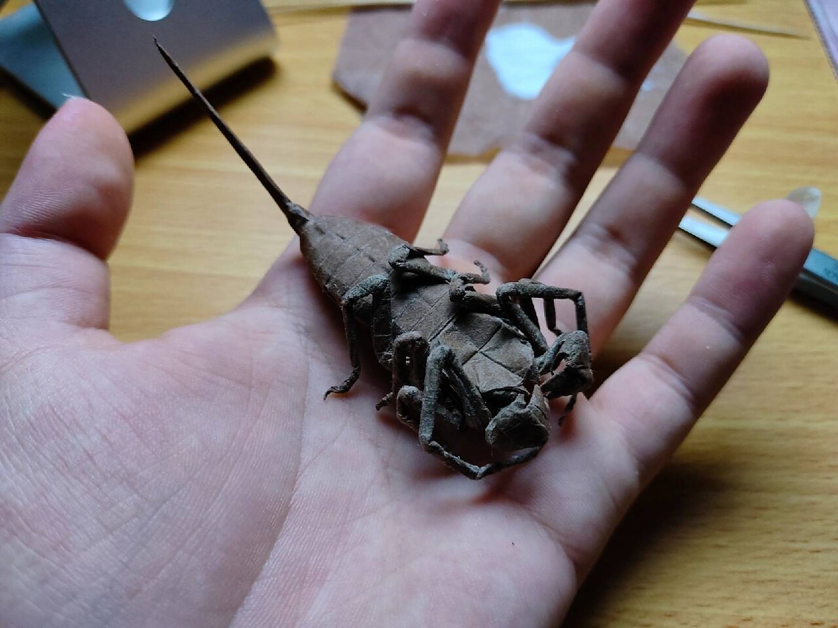 折纸鞭蝎      48等分蛇腹,最后一张是cp图