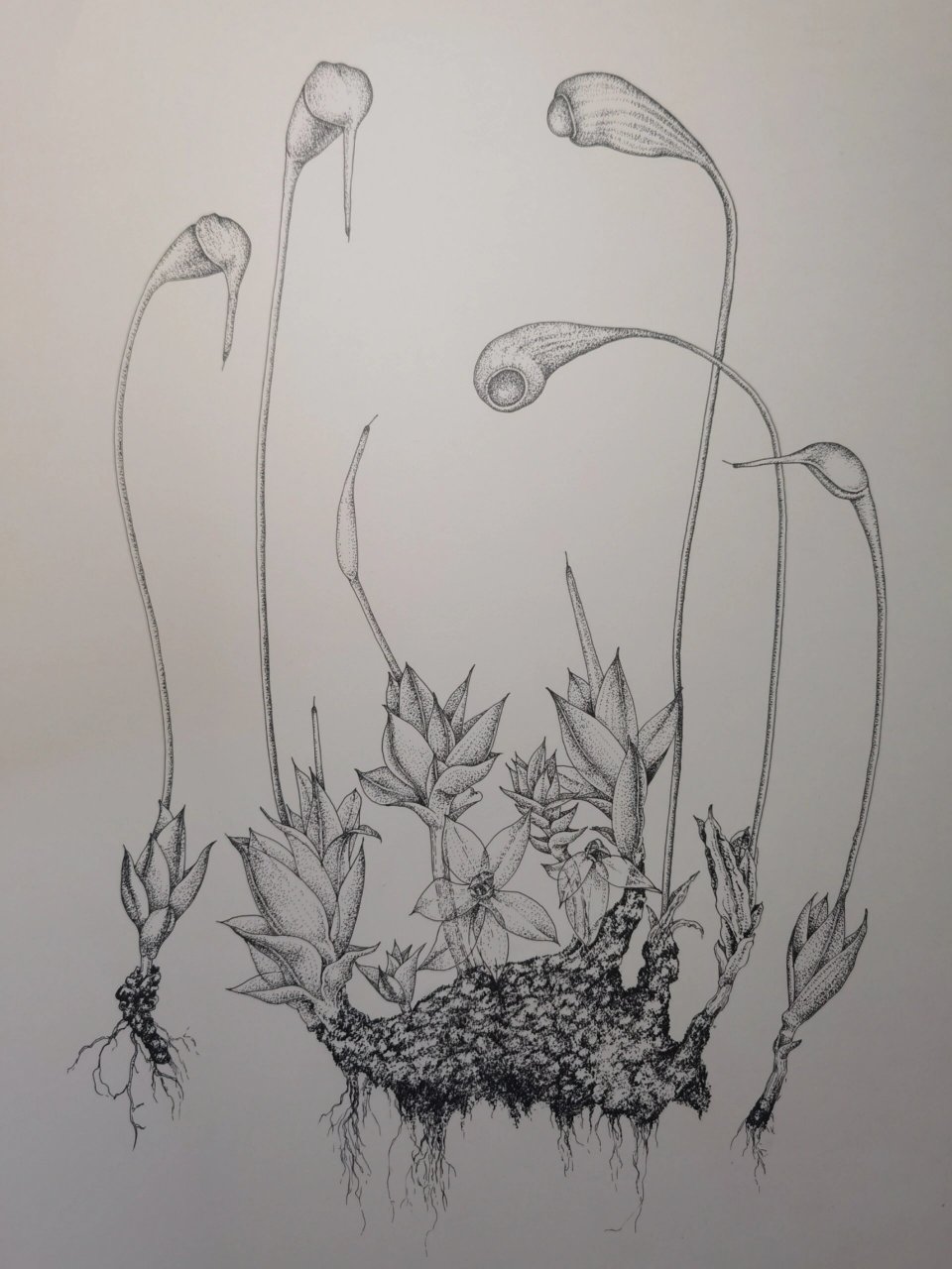 画葫芦藓funaria hygrometrica 葫芦葫芦苔个藓