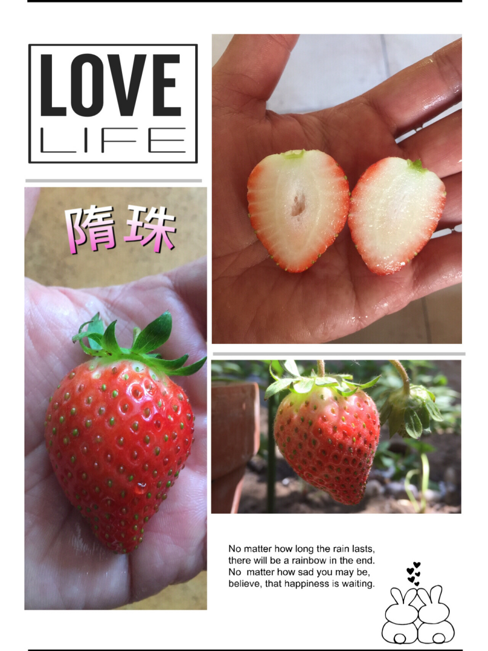 隋珠草莓简介图片