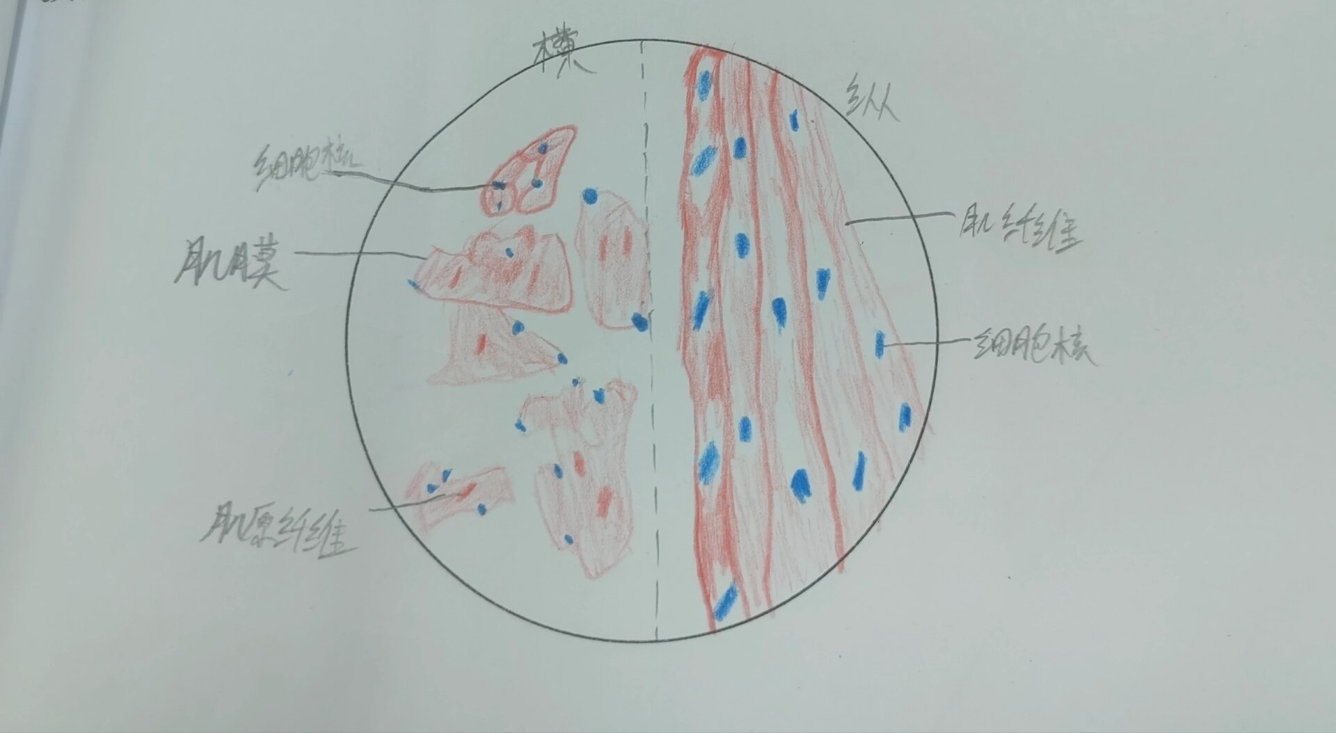 骨骼肌红蓝铅笔图 左横切面,右纵切面