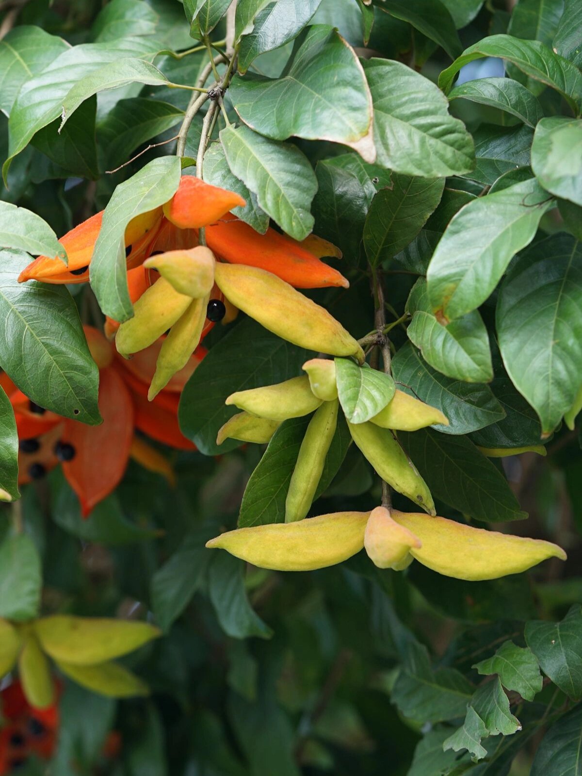 华南植物62 - 假苹婆 假苹婆 sterculia lanceolata 锦葵科苹婆属常绿