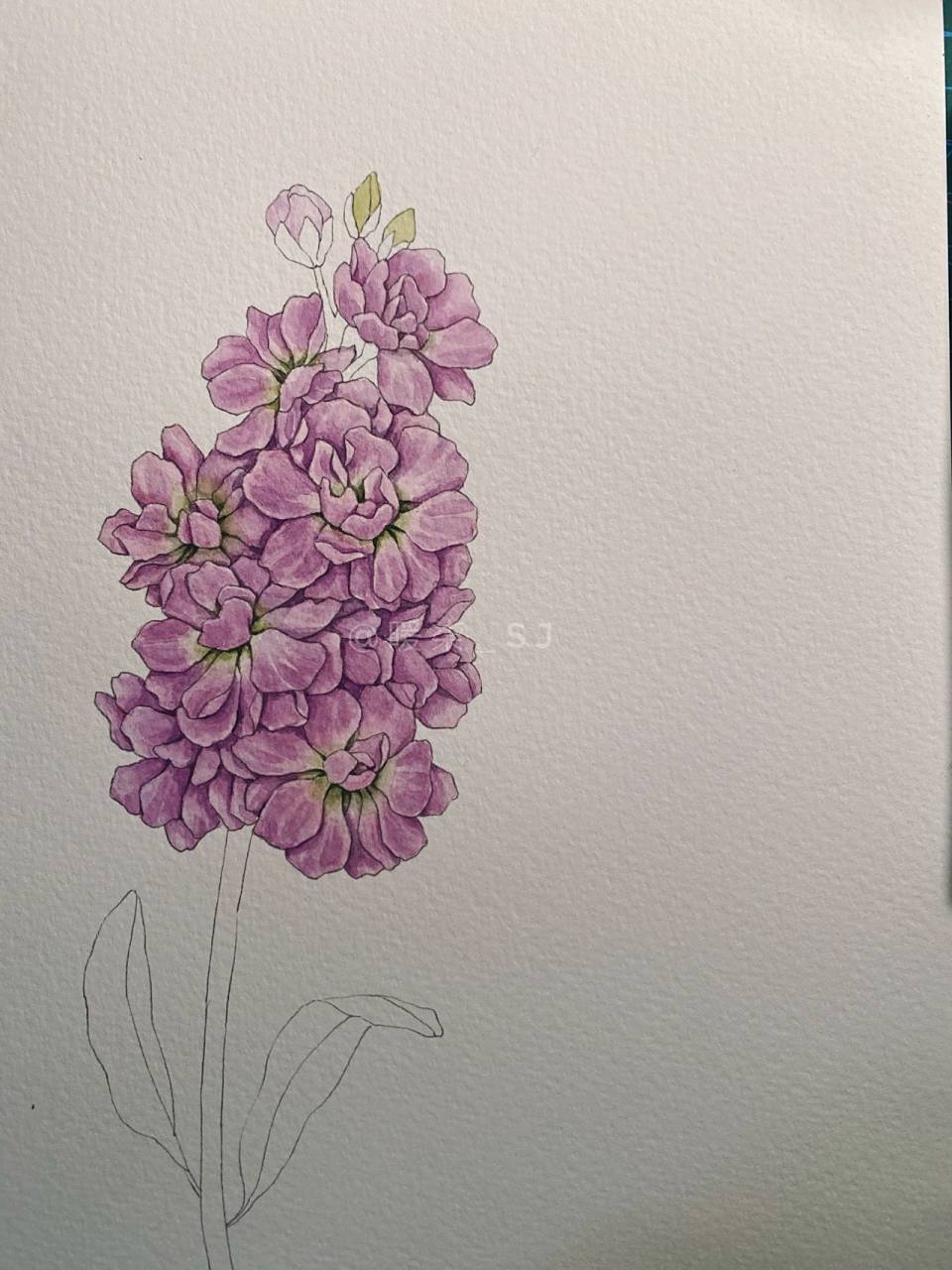 手绘花卉|紫罗兰 这次画的是粉紫色的紫罗兰94 一束的小花花,很可爱