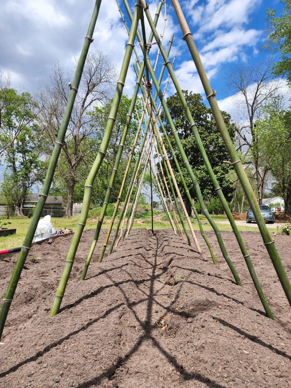 今天搭的黄瓜架子