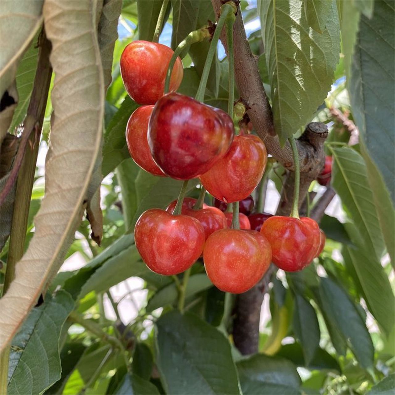 弗里斯科樱桃品种介绍图片