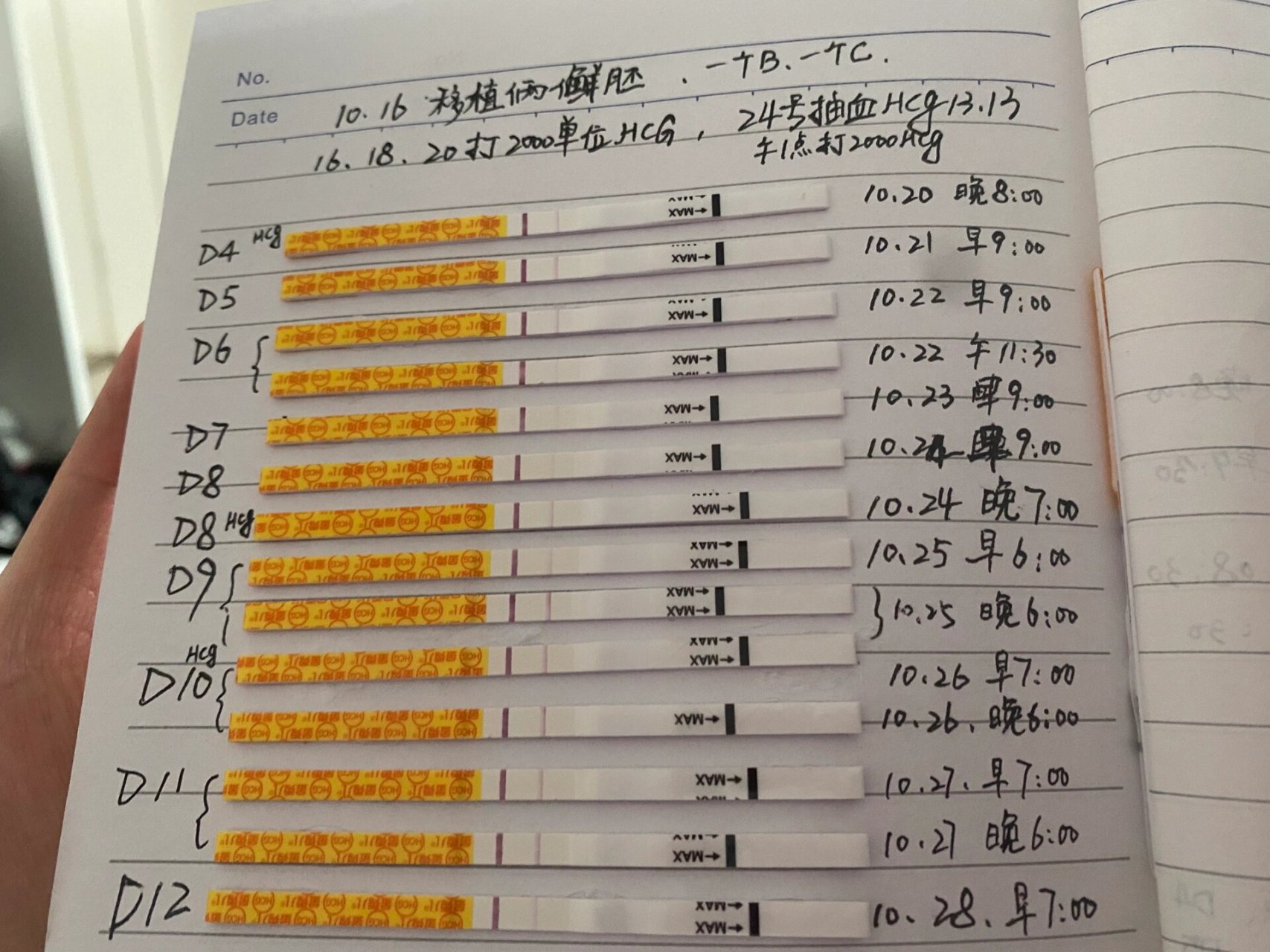 移植后试纸变化图图片