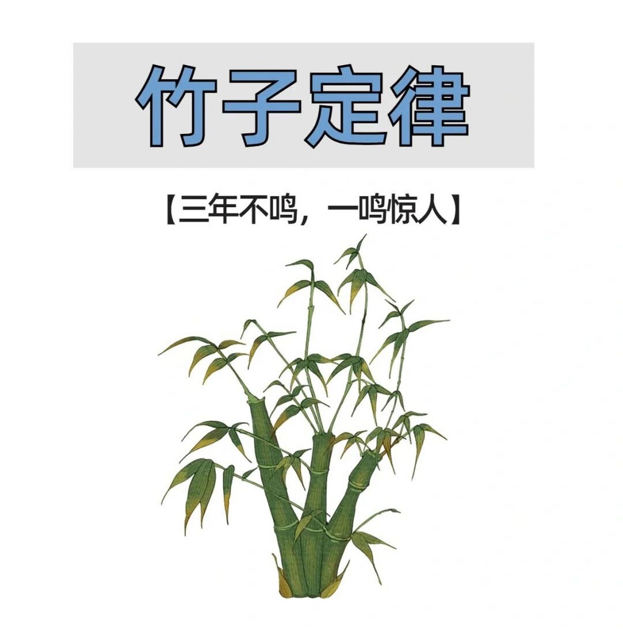 竹子定律 竹子定律 	 竹子用了4 年的时间,仅仅长了3cm,从第五年开始