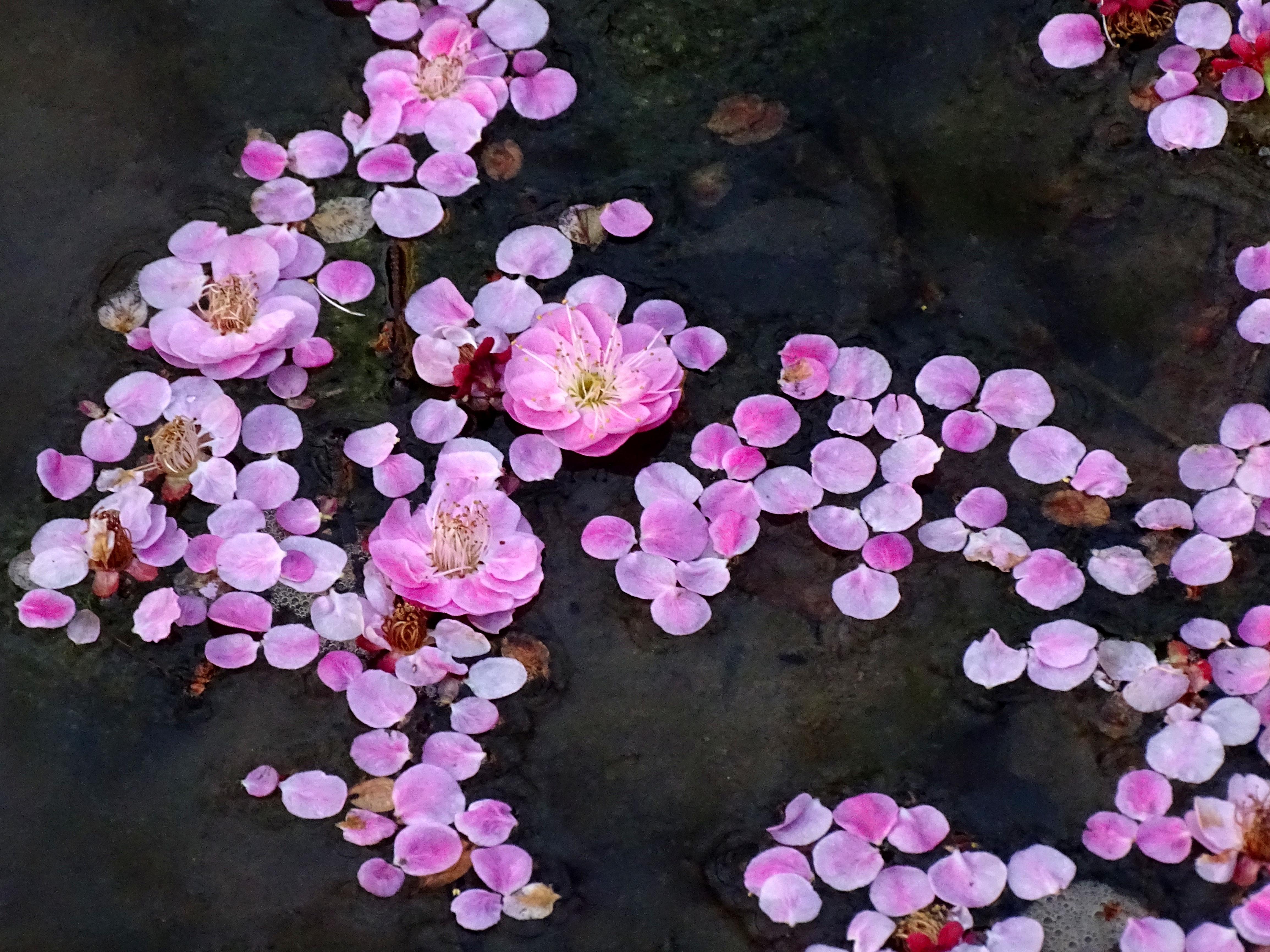 飘落的梅花,如诗如画,仿佛诉说着冬日初春的温情与坚韧,留下的是静谧