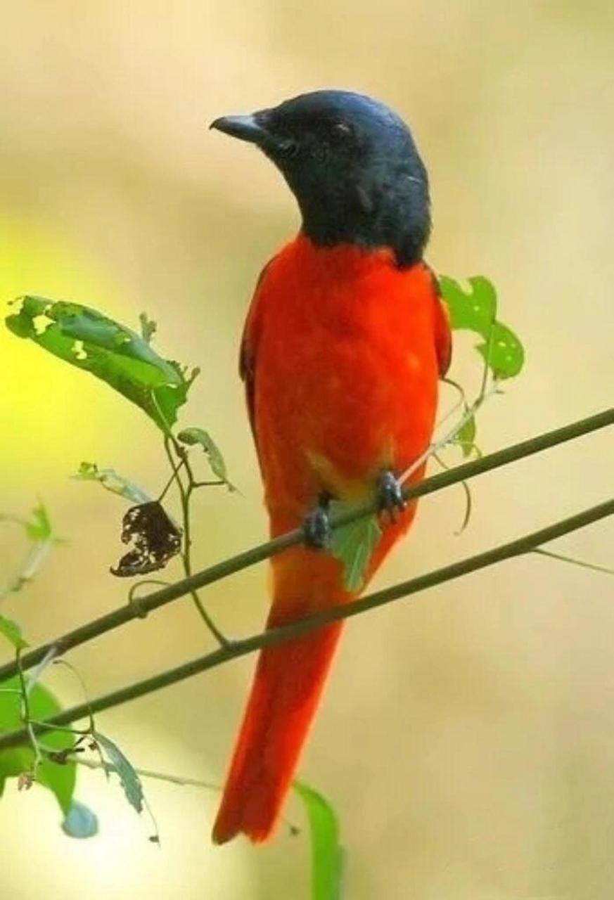赤红山椒鸟为山椒鸟科山椒鸟属的鸟类,俗名红十字鸟,朱红山椒鸟