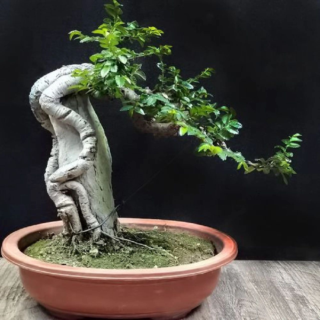 今天给大家介绍一下榆树盆景的修剪 今天给大家介绍一下榆树盆景的