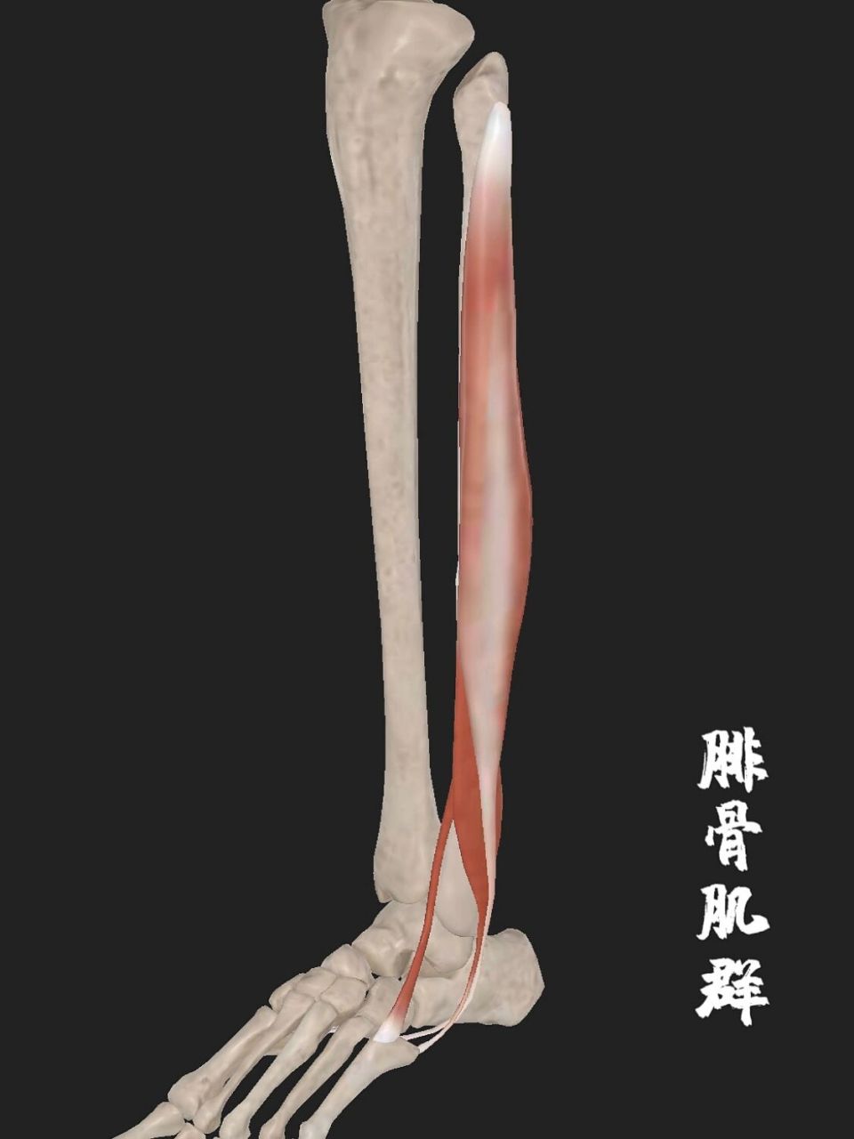 解剖笔记分享 | 腓骨肌群 82:腓骨长肌,腓骨短肌,第三腓骨肌 起点
