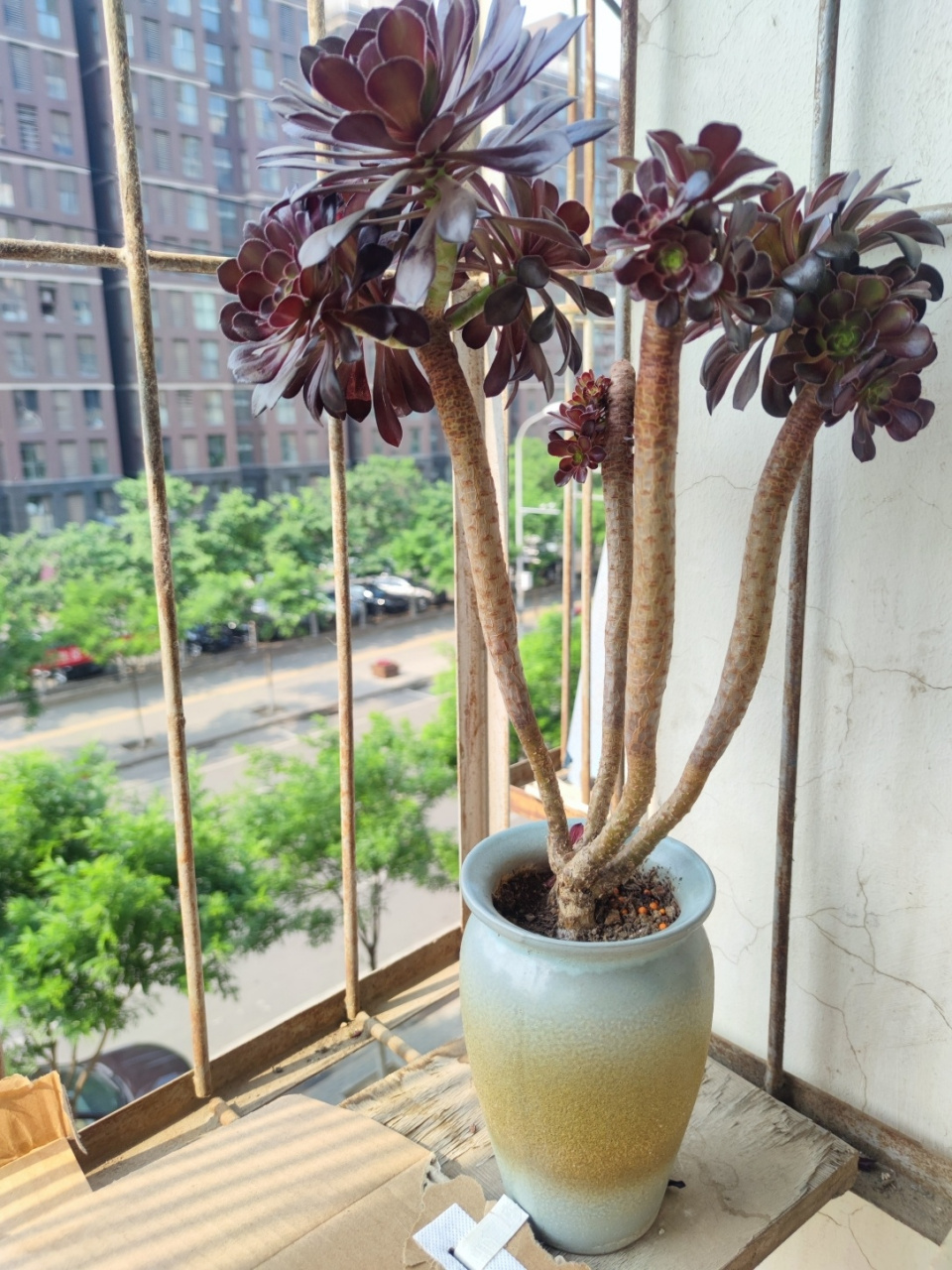 多肉黑法师如何砍头变多头变手捧? 多肉黑法师砍头在春秋季.