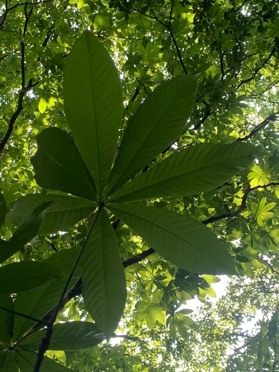 昆明植物园东园图片