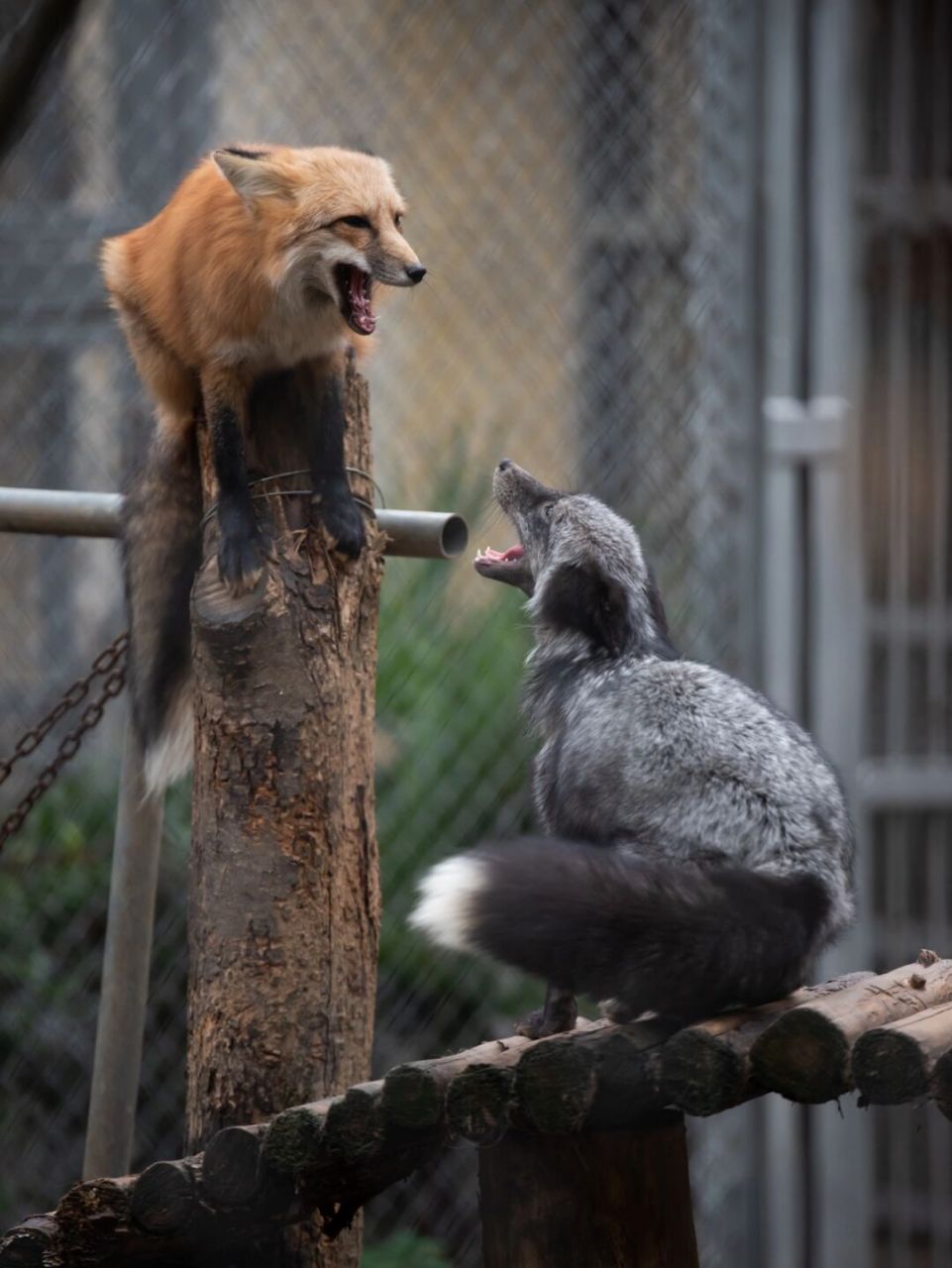 看动物园的大尾巴狐狸打架🦊 大尾巴的小狐狸 看着可可爱爱的 脾气