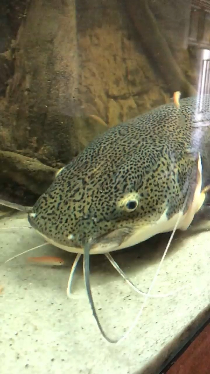 请问这是什么鱼鱼, 还长的胡子