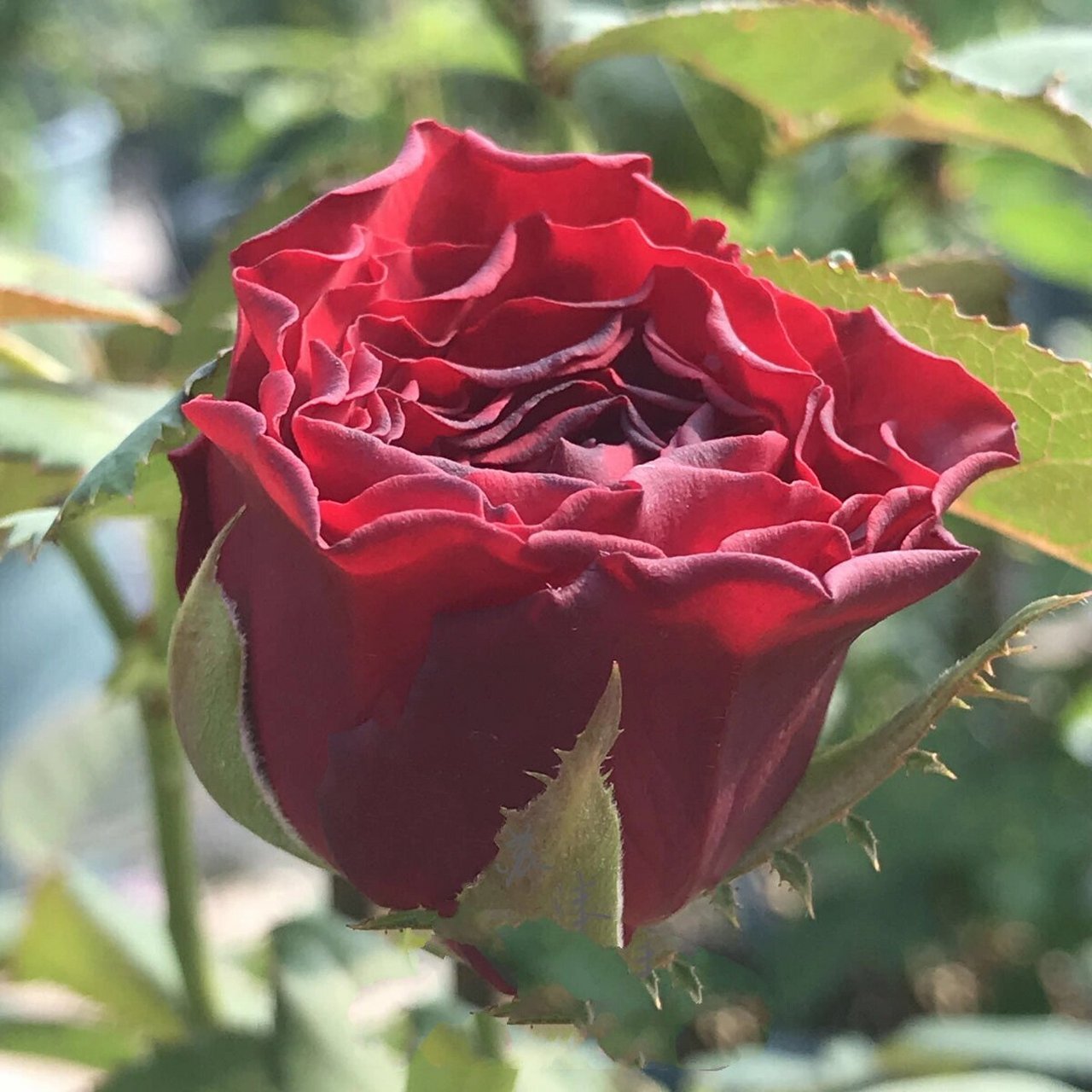 苏沫若精品月季【红舞裙】 苗圃实拍图