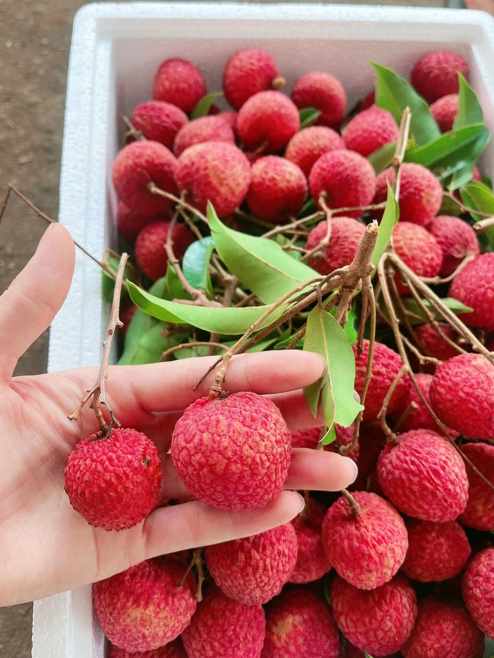 桂味与糯米糍荔枝的区别!